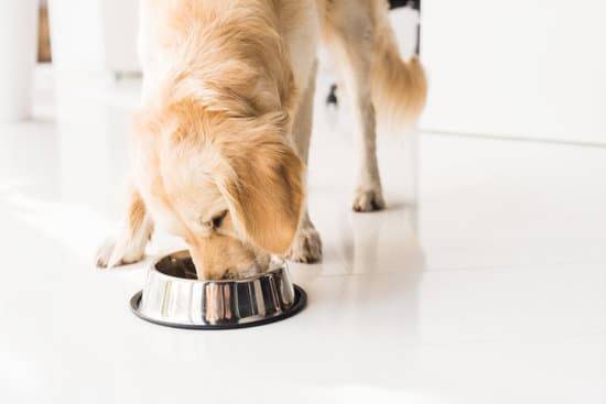 Golden Retriever eating out of a stainless steel bowl