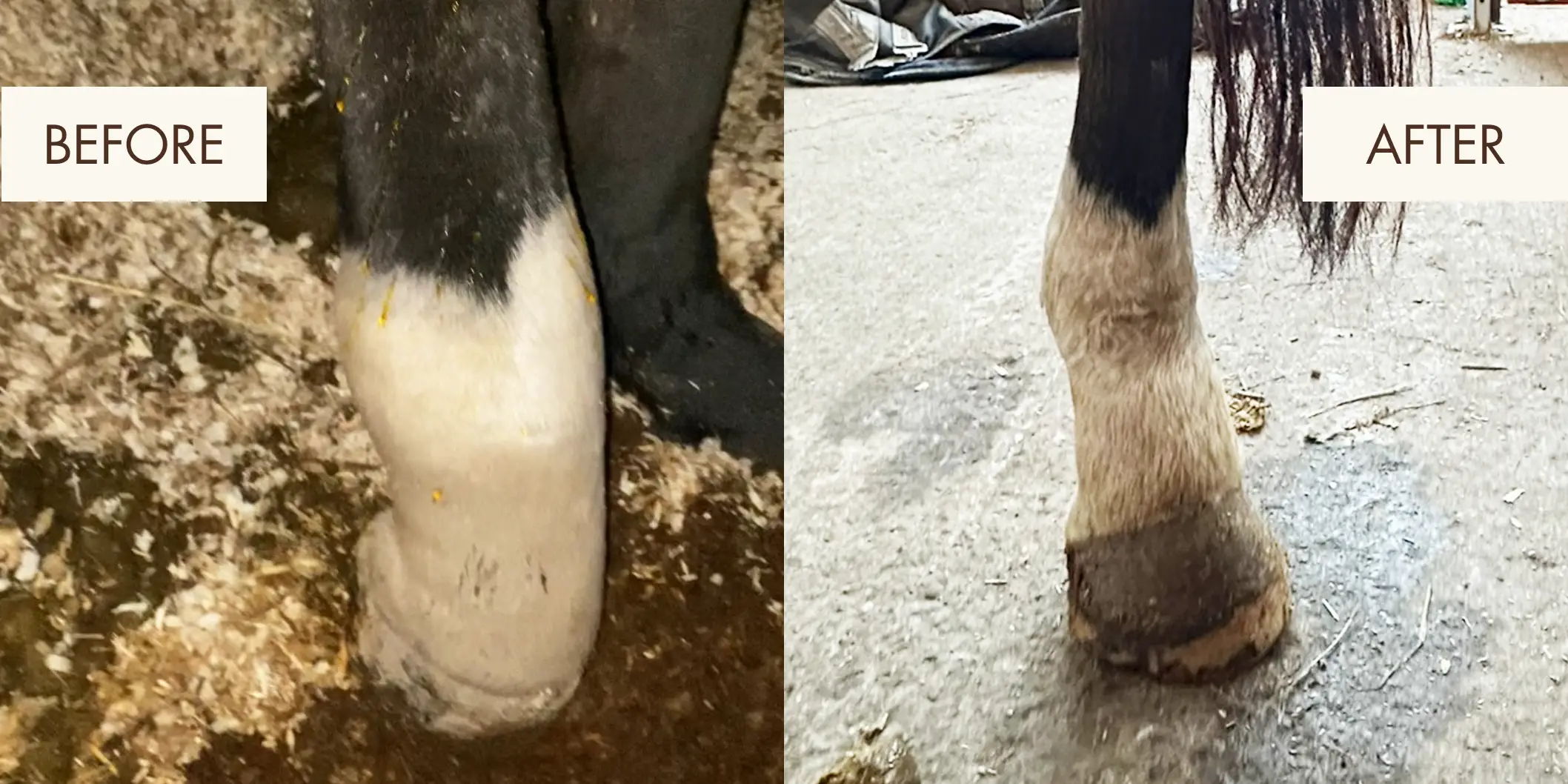Comparison of horse hoof condition: before and after treatment.