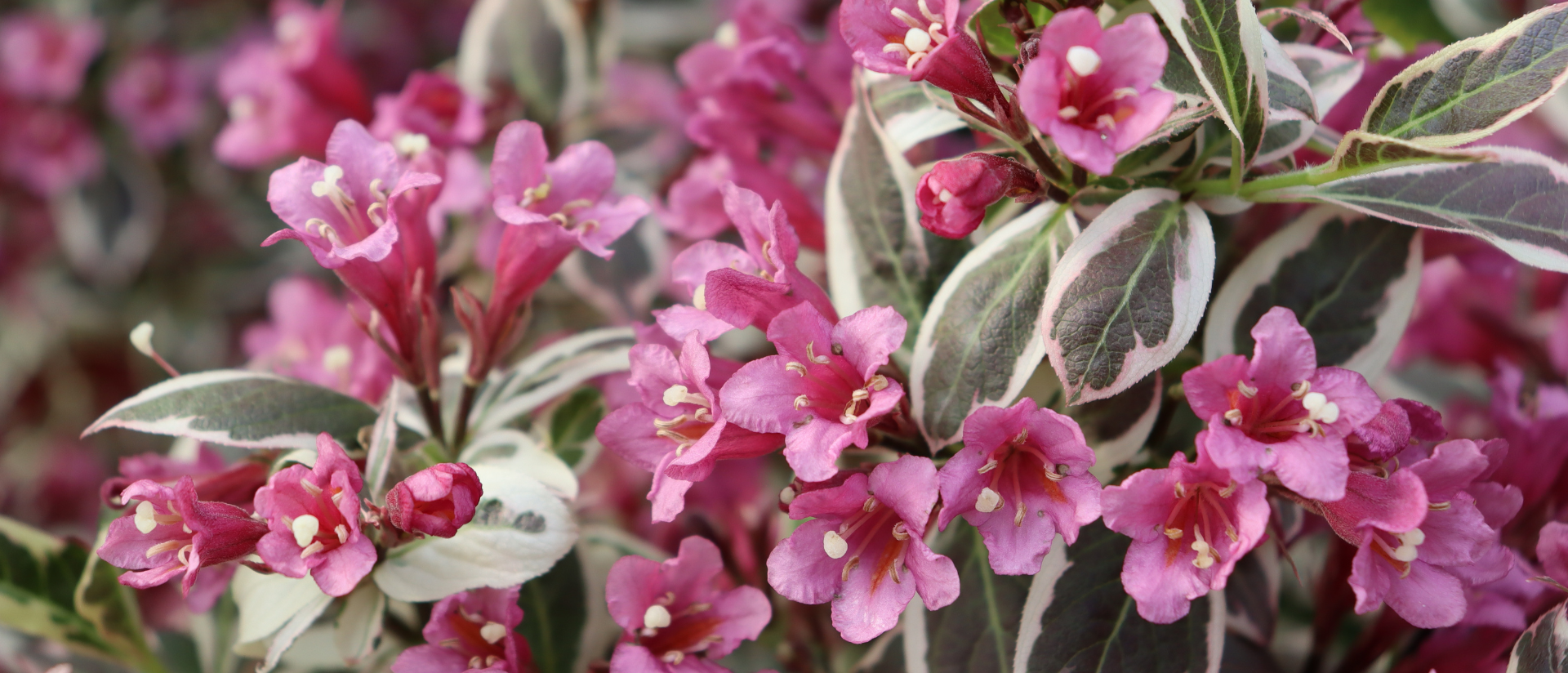 Photo of My Monet Purple Effect® Weigela
