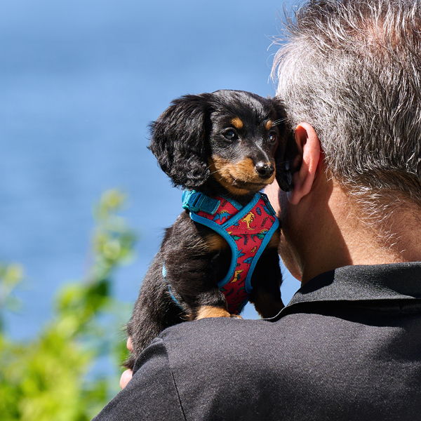A person holding a small dog by a scenic waterfront.