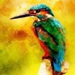 kingfisher art print
