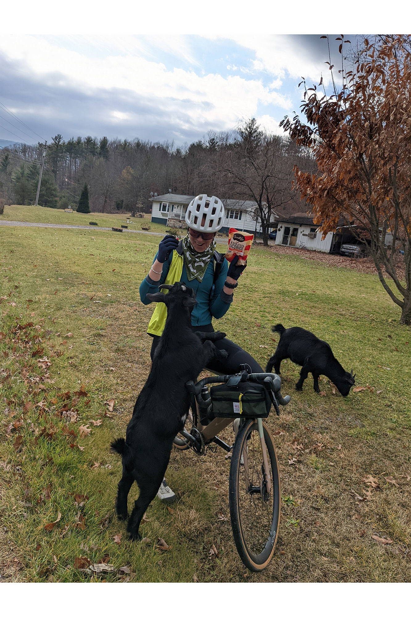 Cynthia feeding a goat