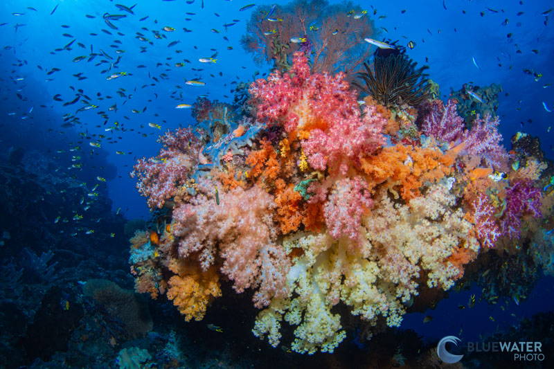 Best Underwater Cameras in 2023