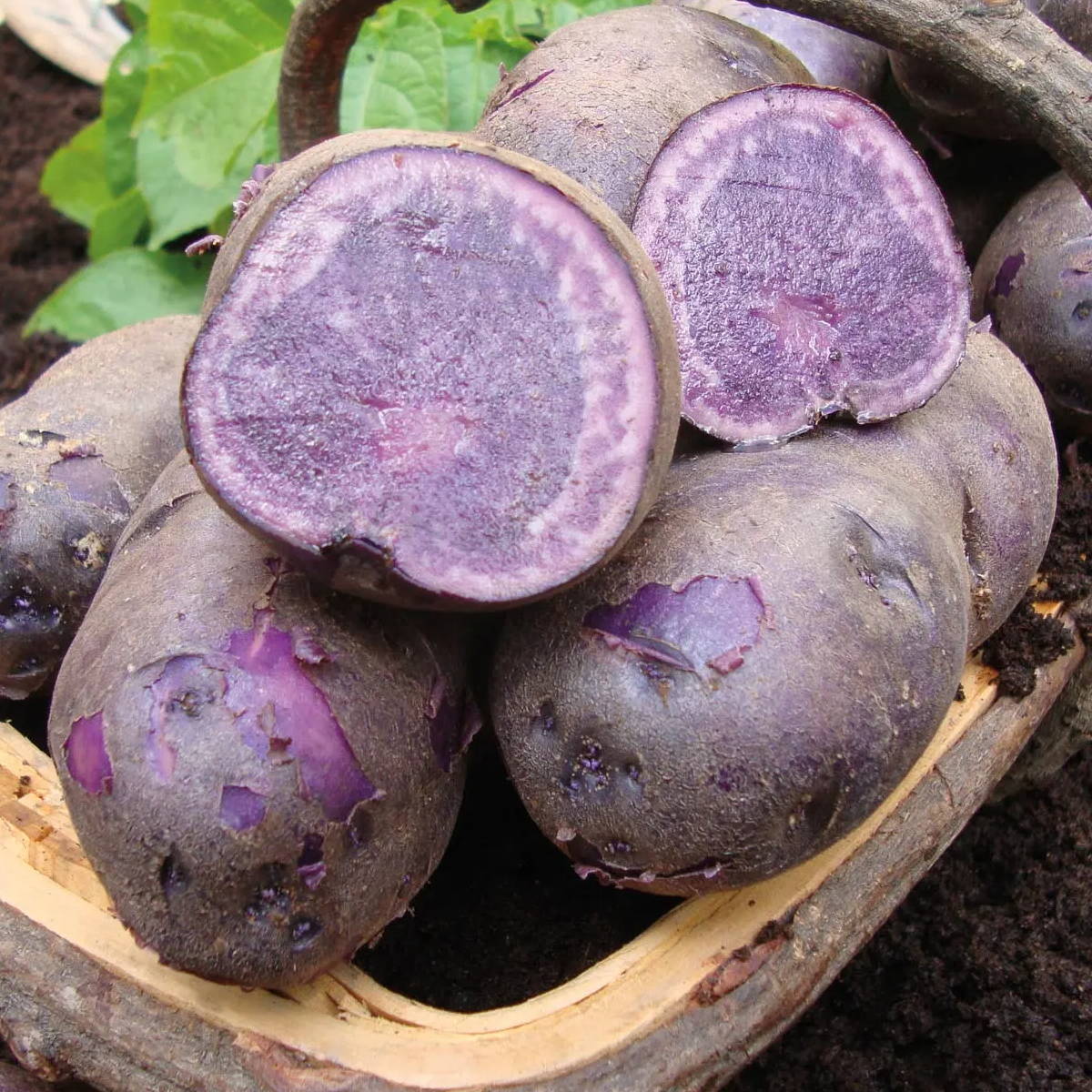 blue potatoes