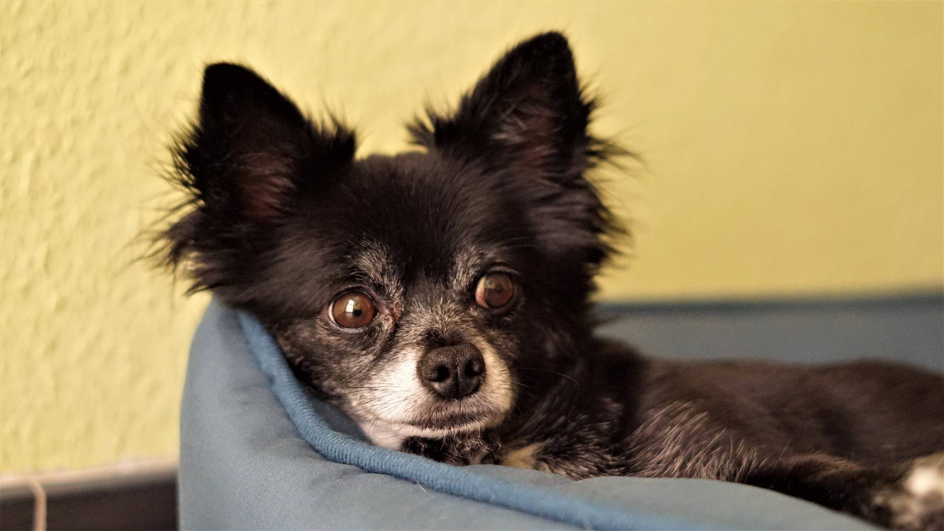 long hair chihuahua black