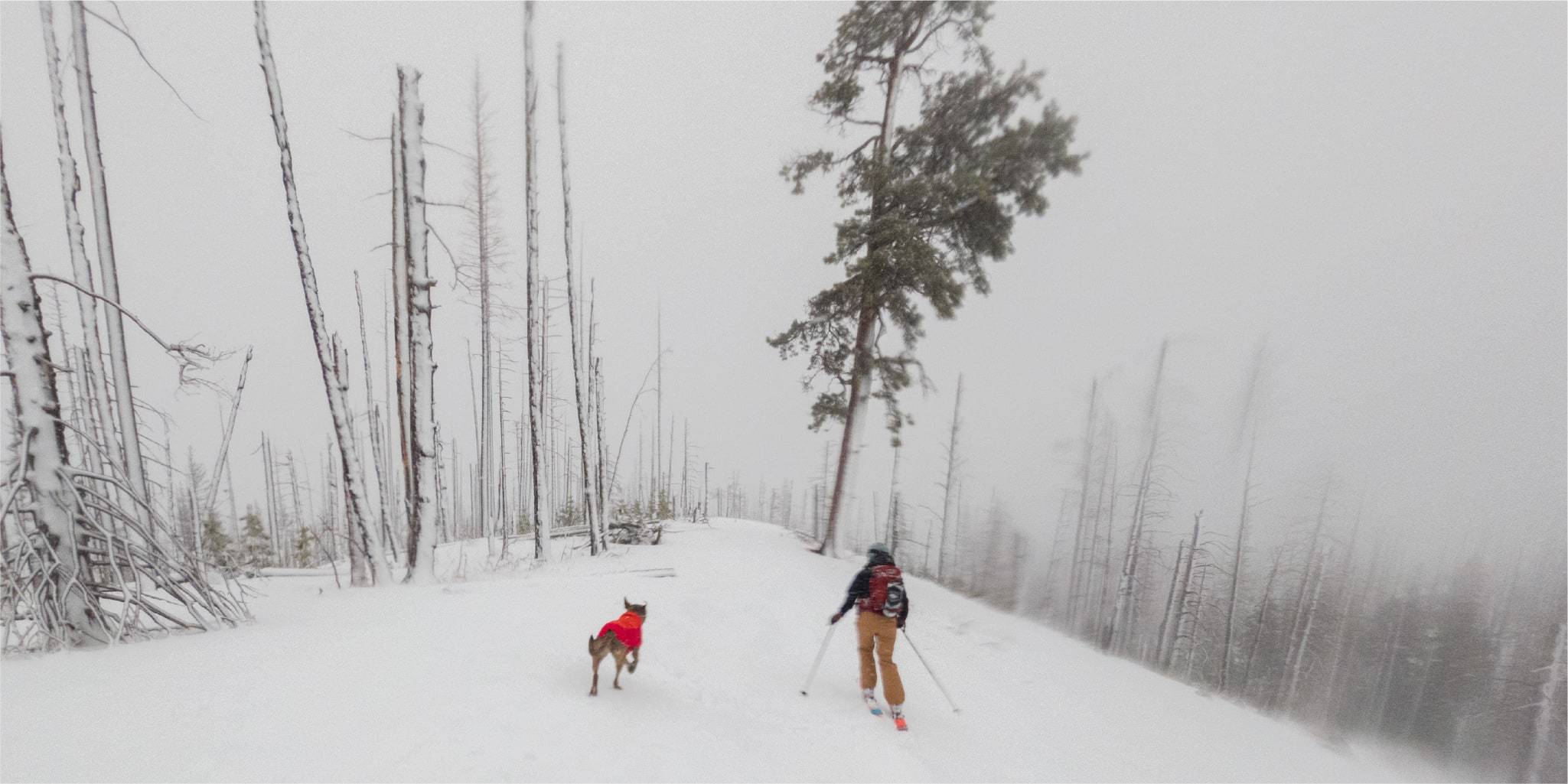 Man skiing down the mountain with his dog running alongside