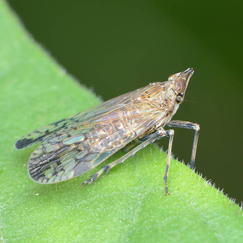 Leafhopper on plant