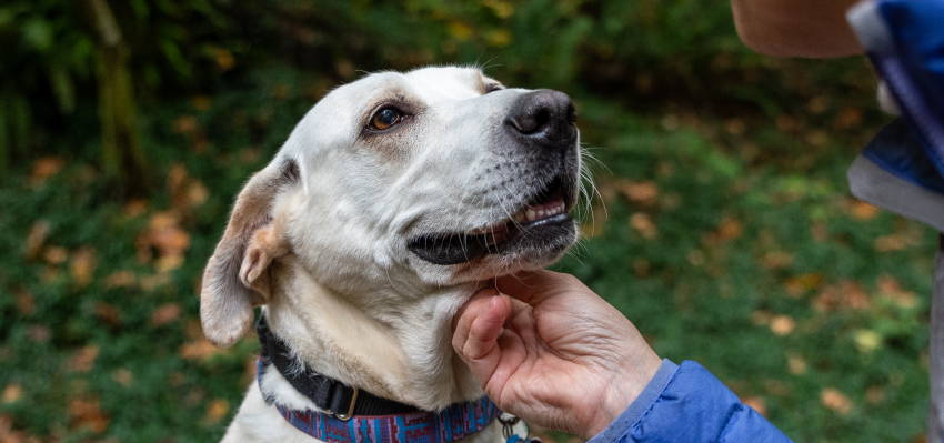 Image of an elderly dog ​​sitting on the grass receiving affection from its owner.