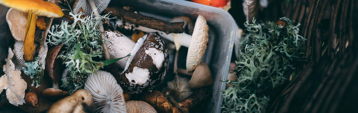 Mushrooms and seaweed