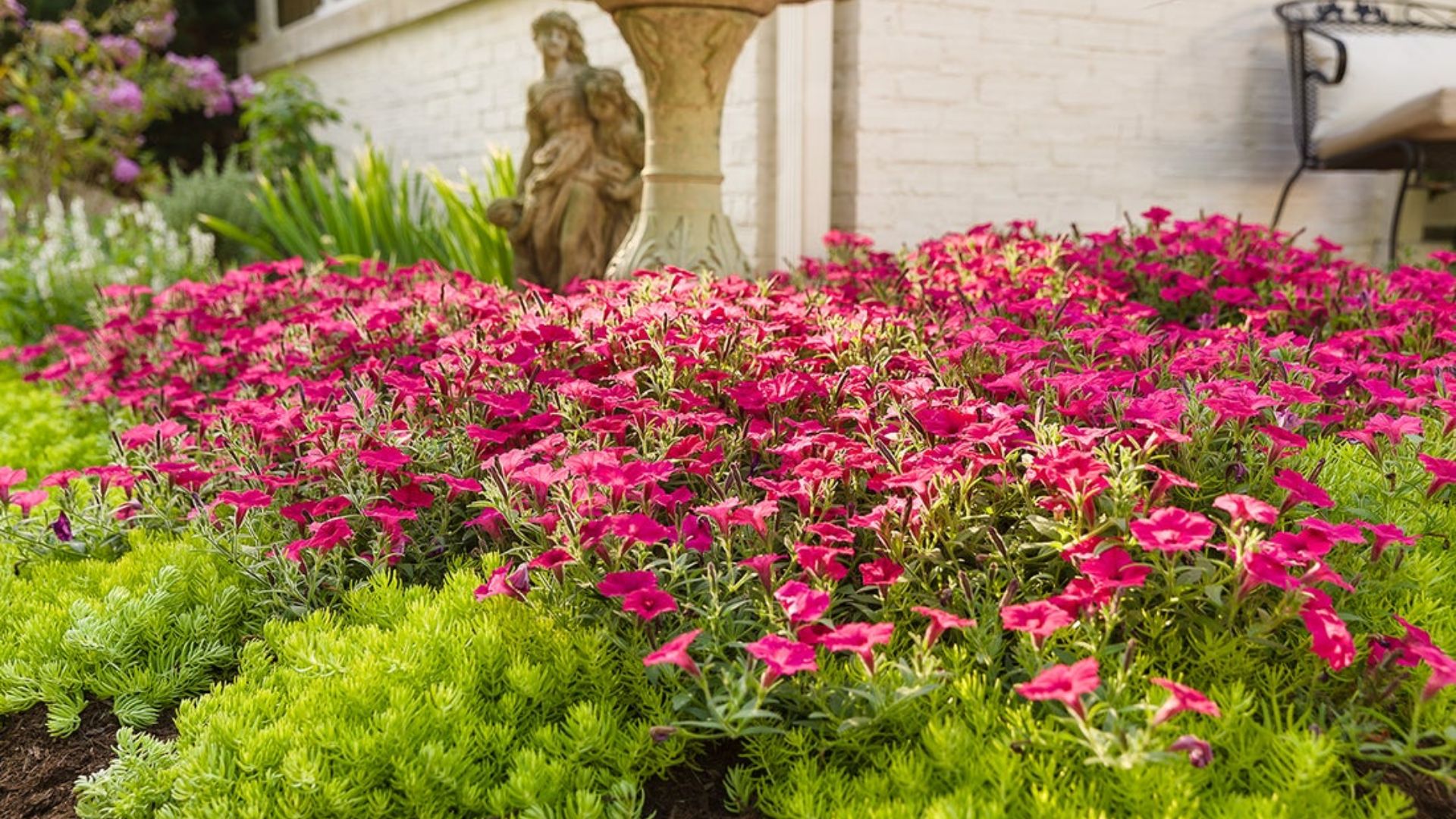 Front yard garden filled with Supertunia Vista® Fuchsia