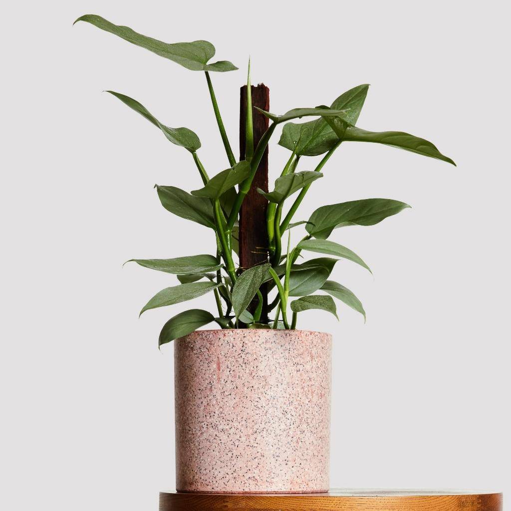 Philodendron Silver Sword in Jardin Terrazzo Pot Pink at The Good Plant Co