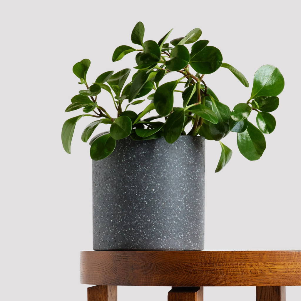 Baby Rubber Plant in Jardin Terrazzo Pot Black at The Good Plant Co