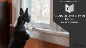 Signs of anxiety in dogs 