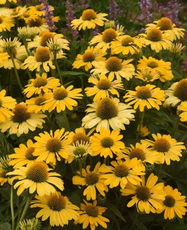 Photo of Color Coded® 'Yellow My Darling' Coneflower