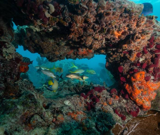 Coral reefs in the Keys