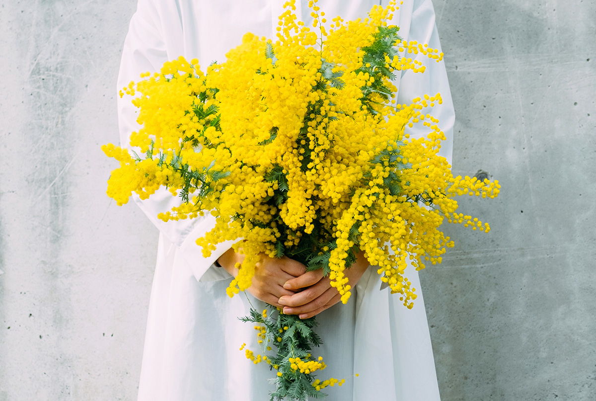 mimosa