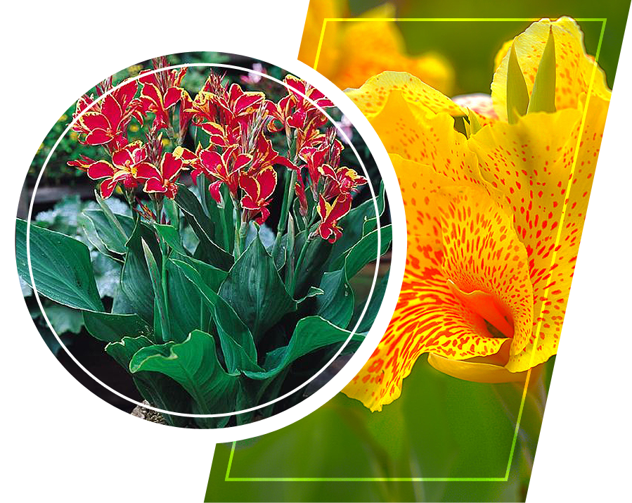 A Canna Lily plant