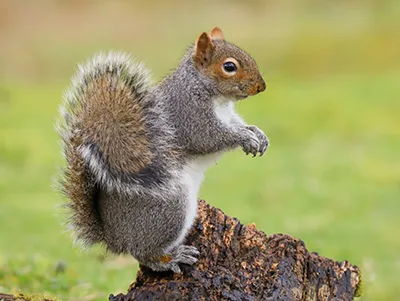 Protect Your Property: Using Train Horns to Repel Unwanted Animals