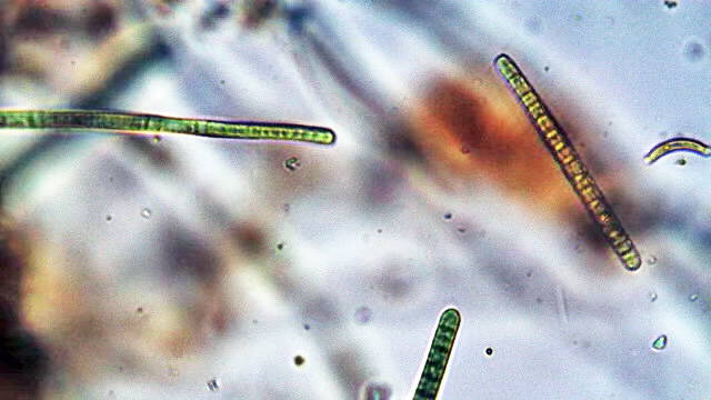 phormidium-benthic-cyanobacteria
