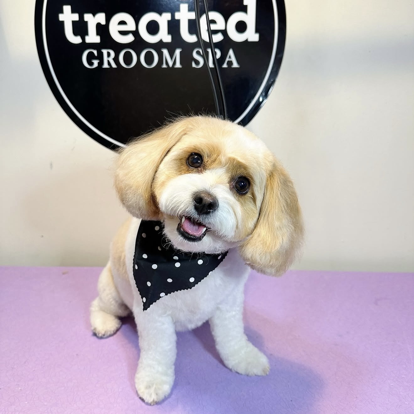 Freshly groomed dog wearing a bandana beneath the Treated Groom Spa sign