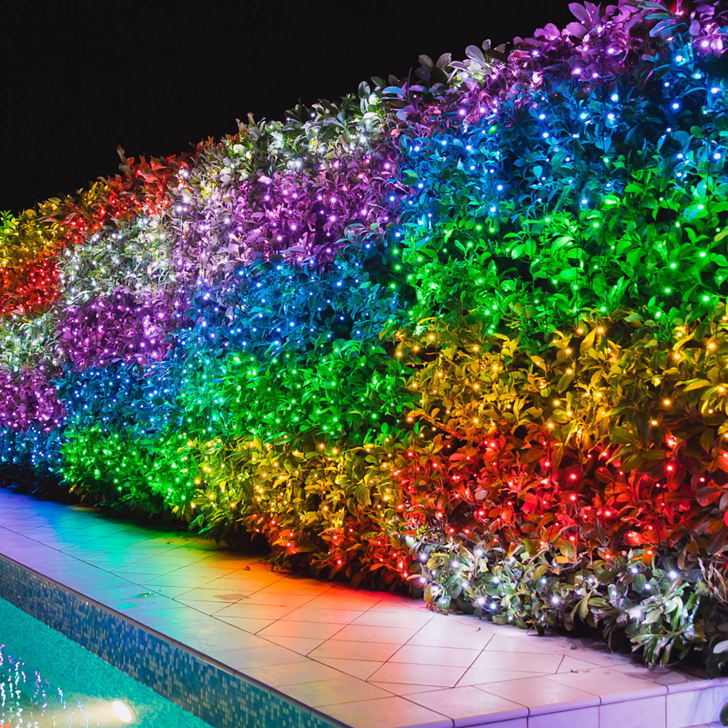 Multi coloured Twinkly lights illuminating garden hedge 
