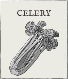 Jump down to Celery growing guide