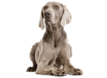 Complete dry dog food