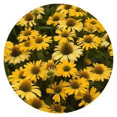 Photo of Color Coded® 'Yellow My Darling' Coneflower 