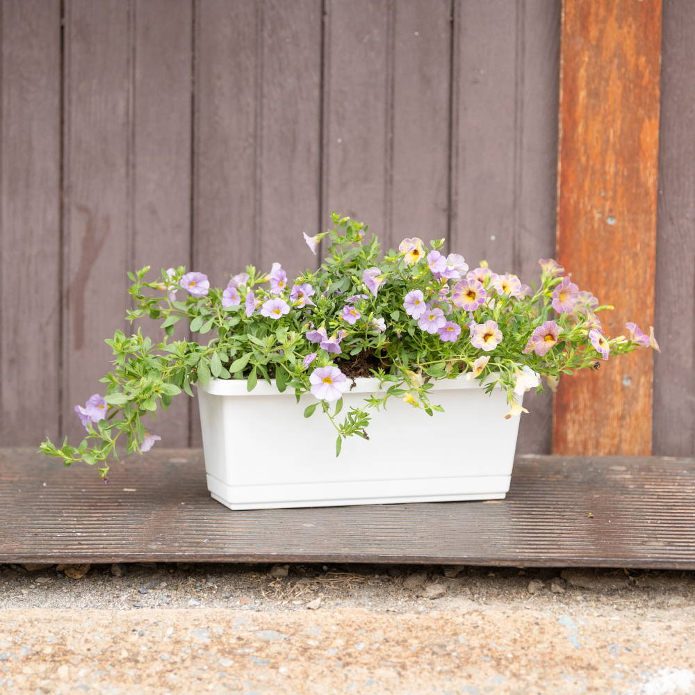 Pink flowers in a white windowsill planter