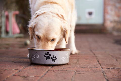 Certain kinds of dog food can cause inflammation in your dog's body