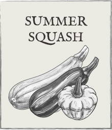 Jump down to summer squash growing guide