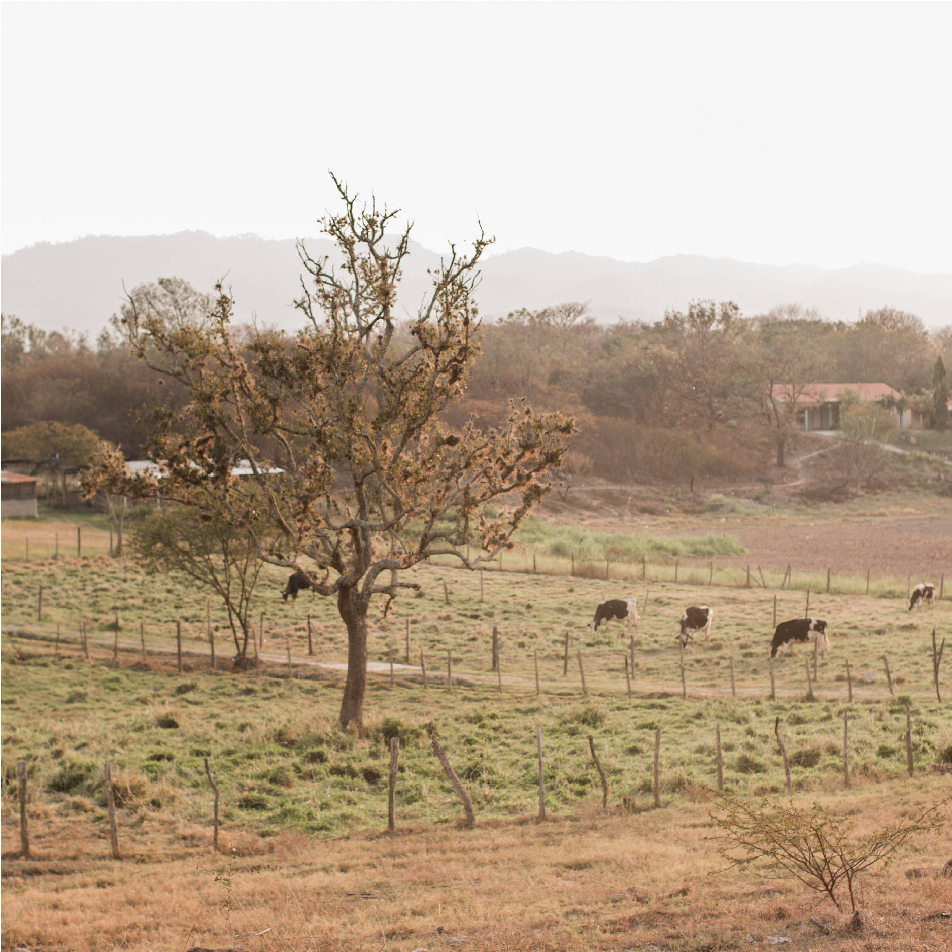 Several cows graze in a fenced in field at Good Shepherd Children's Home in the Zamarano Valley in Honduras. 