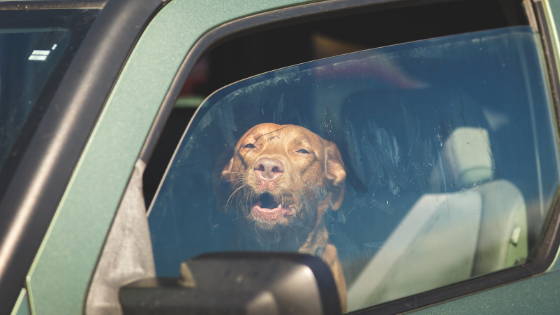 dog barks when car stops