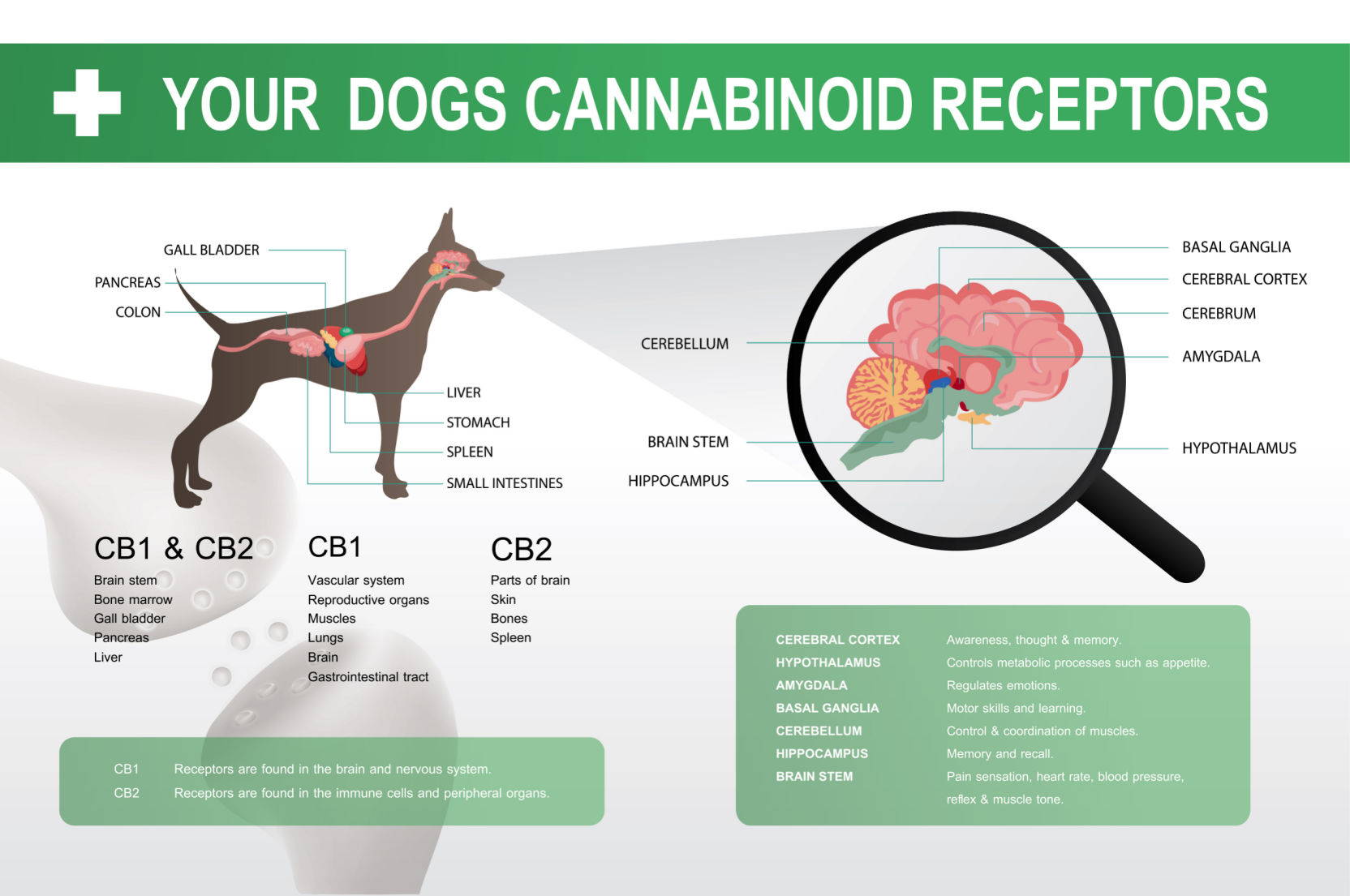 CBD canine receptors associated with separation anxiety help reduce anxiety and improve behavior.