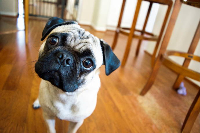 8 Normal Things Humans Do That Confuse Dogs - Team K9