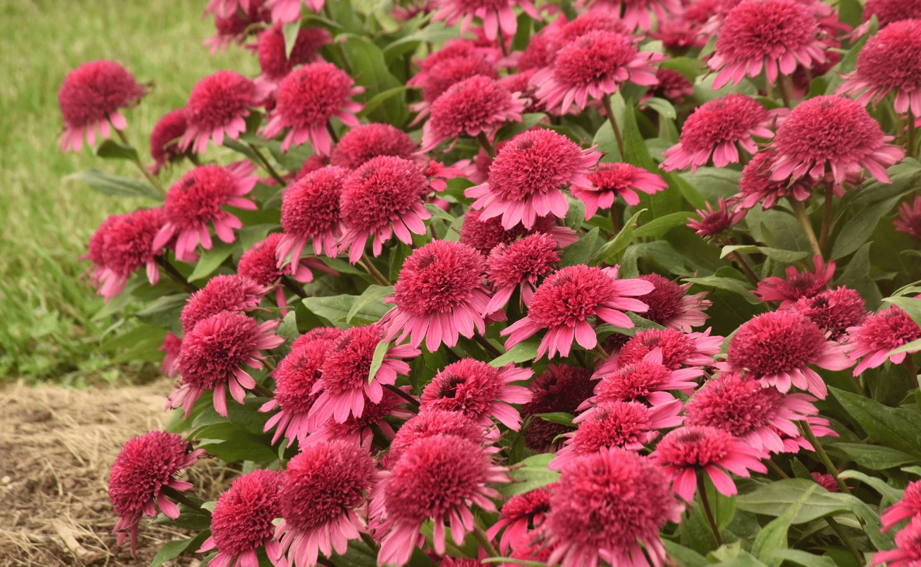 Photo of Double Coded® 'Raspberry Beret' Coneflower