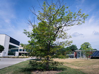 Top Regional Issues That Threaten Your Customer’s Oak Trees