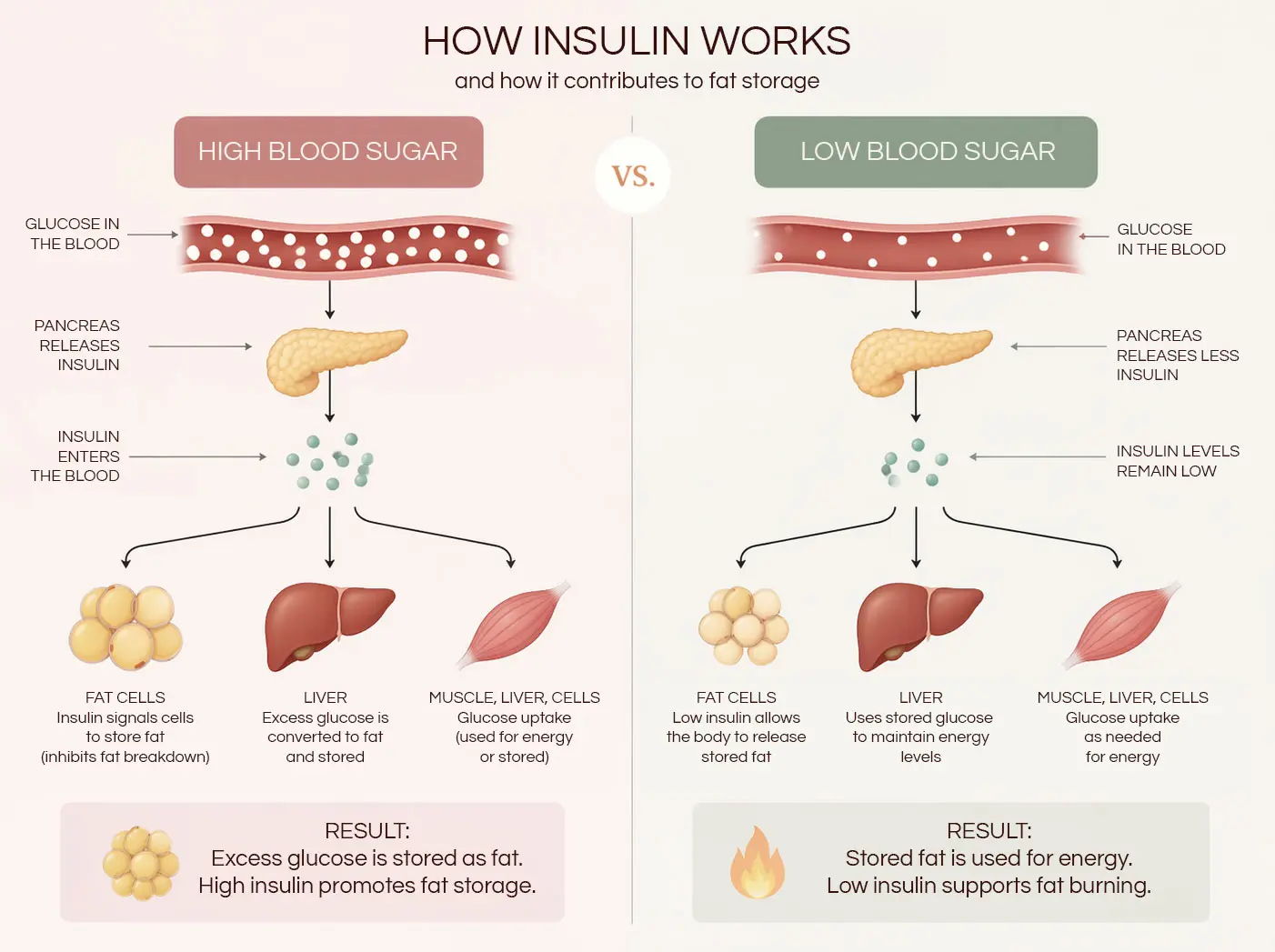 Infographic explaining how insulin regulates blood sugar levels.
