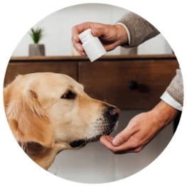 A yellow lab taking a supplement from its human