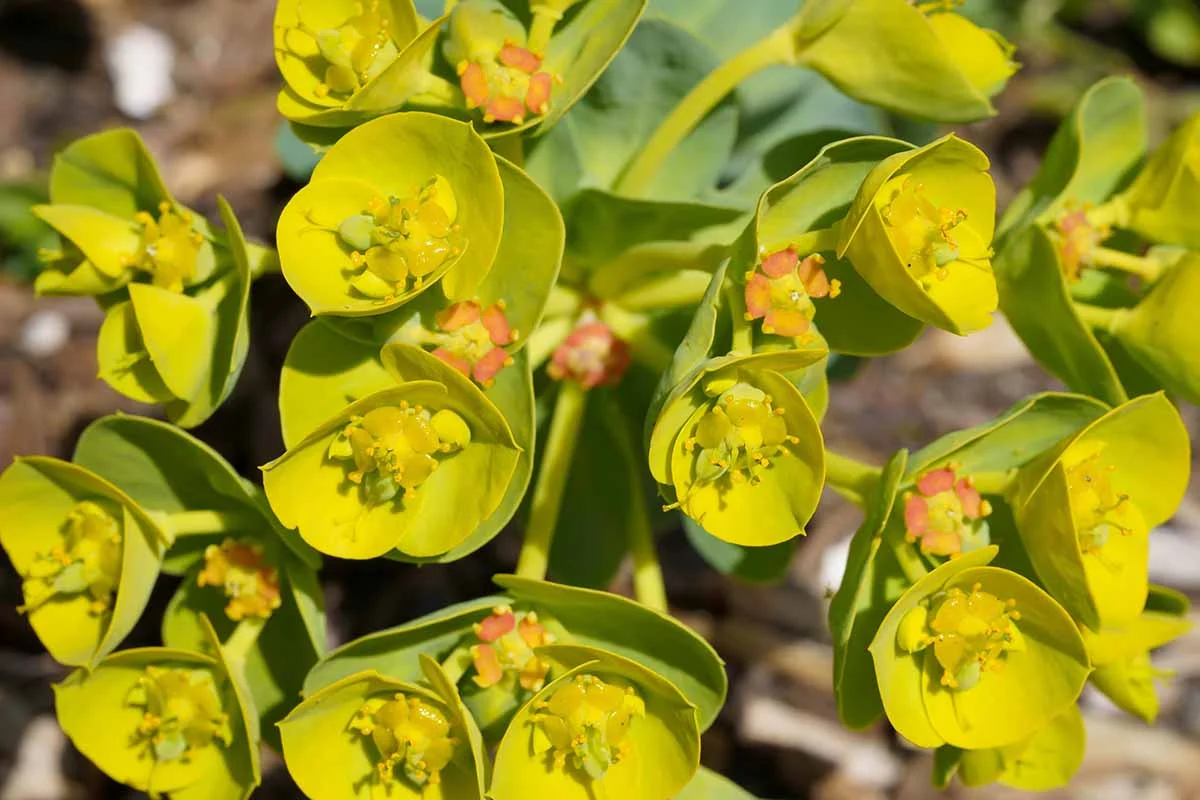 Gopher Plant (Euphorbia rigida) showcasing striking chartreuse flower bracts and blue-green foliage, a bold drought-tolerant accent for modern desert landscapes