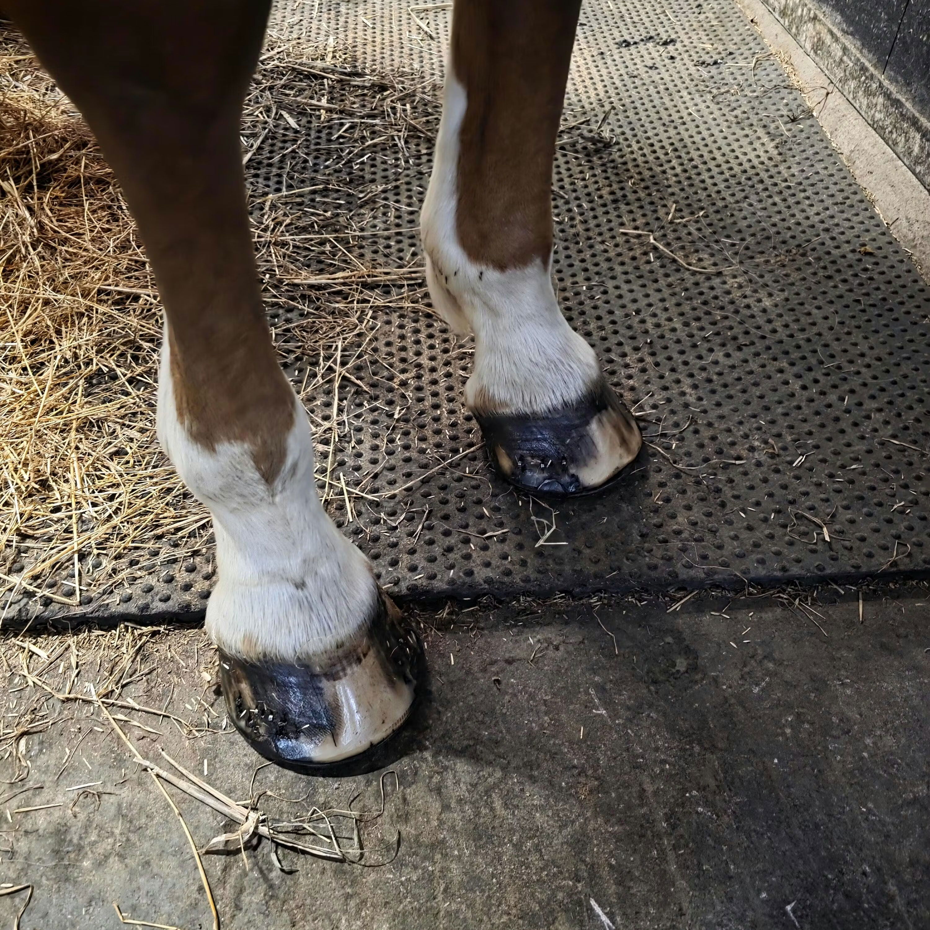 Close-up of a horse's hooves on a stable floor.