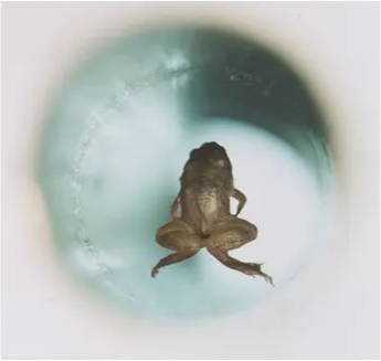 A frog floats, unawares, in an extremely strong magnetic field, thanks to the diamagnetism of water.