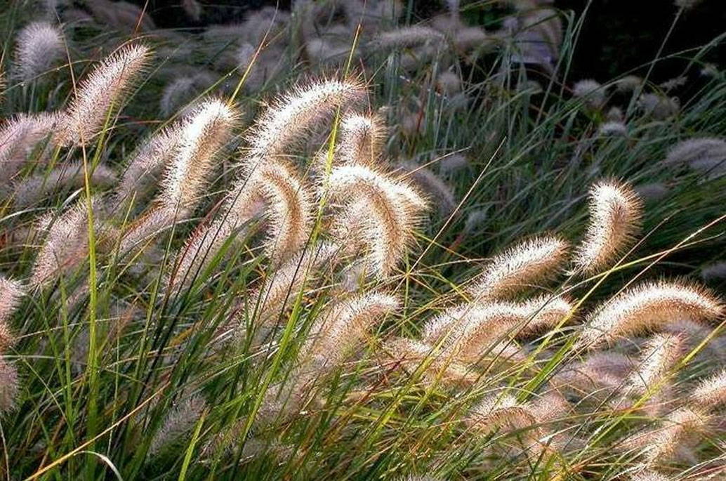 Ornamental Grass Care The How To Guide Plantingtree Com,Red Wine Types