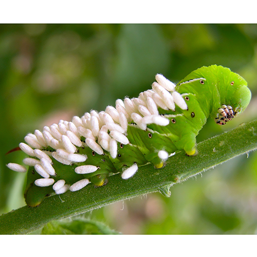 Tomato hornworm