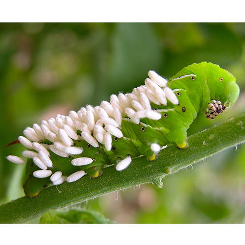 Tomato Hornworm with Parasitic Wasp Eggs