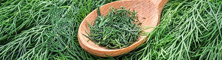 High Quality Organics Express Dill