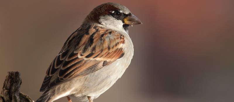 House Sparrow on tree branch
