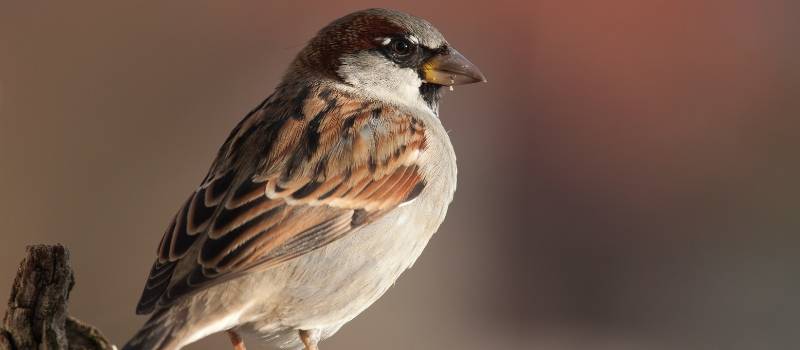 House sparrow on  tree branch