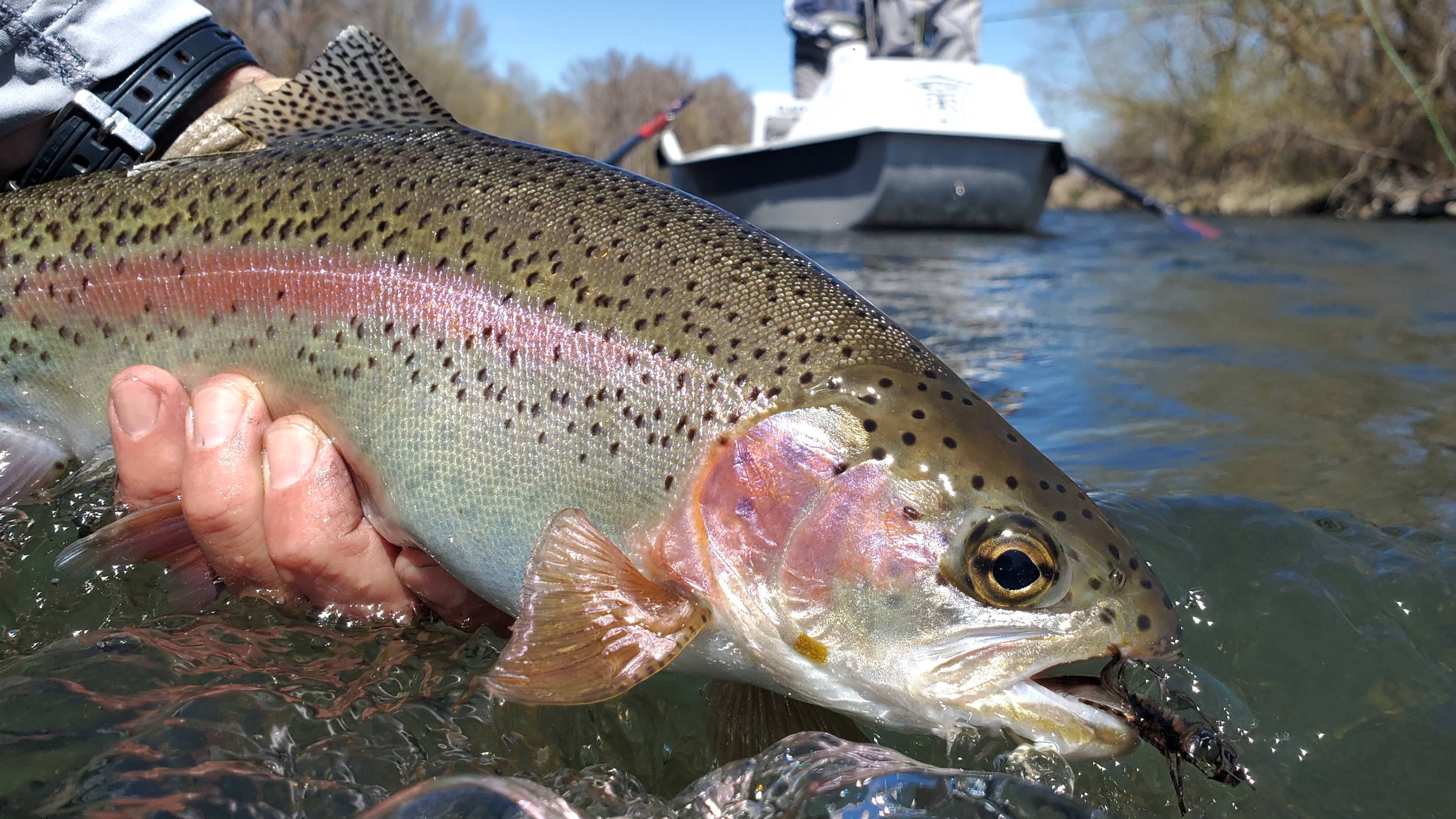 Yakima River Fly Fishing Trips Red's Fly Shop