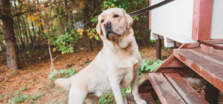 Image of a dog posing on the outside stairs of a house in a peaceful country setting.